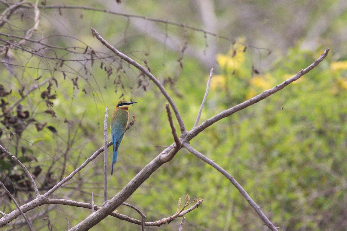 Blue-tailed Bee-eater - ML93424651