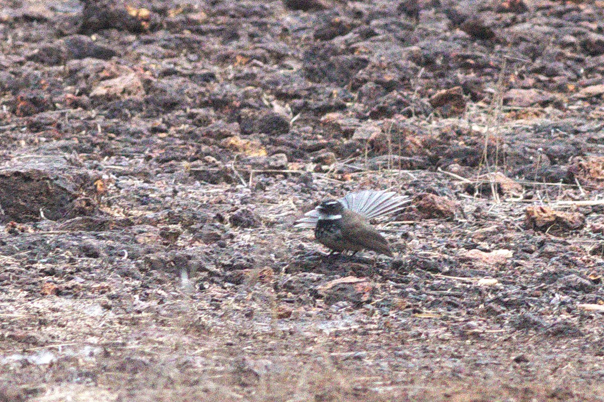 Spot-breasted Fantail - ML93424821