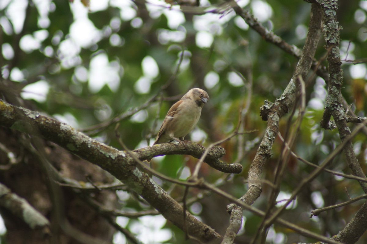 Kenya Rufous Sparrow - ML93426081