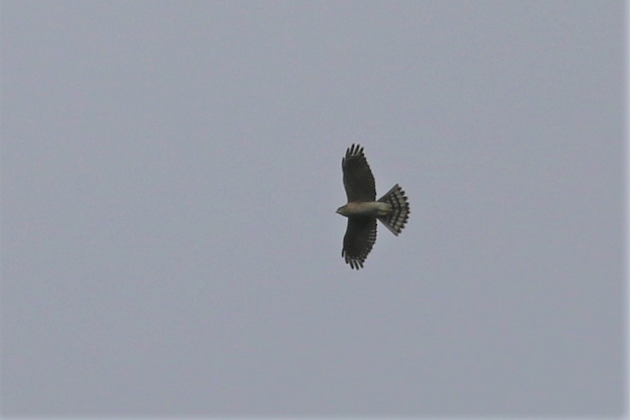 Japanese Sparrowhawk - Fadzrun A.