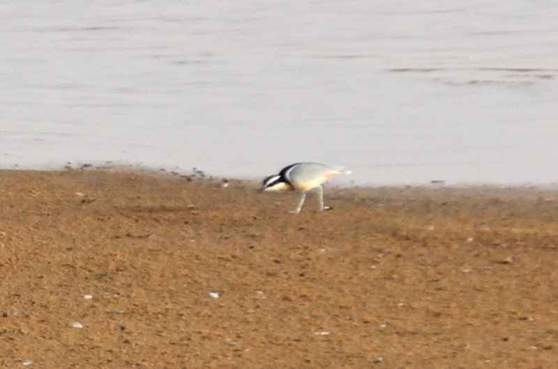 Egyptian Plover - Andrew Wolfe