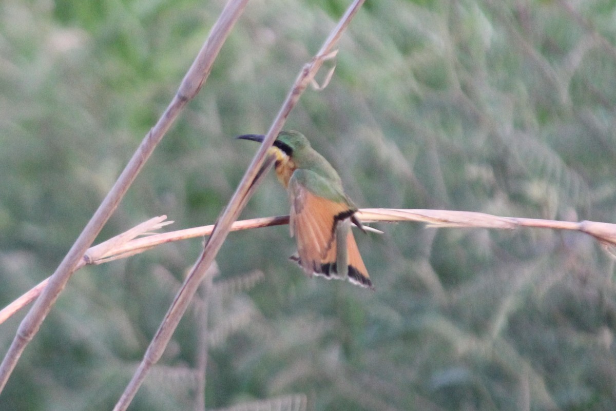 Little Bee-eater - Andrew Wolfe