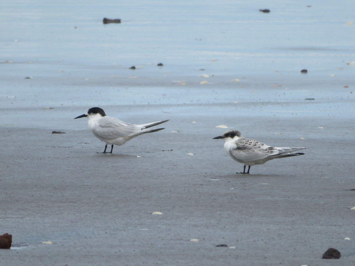 White-fronted Tern - Jesse Golden