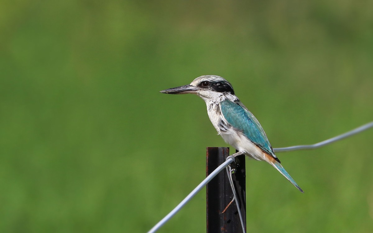 Red-backed Kingfisher - ML93428491