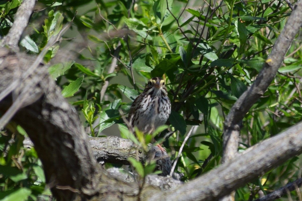 Savannah Sparrow - ML93429631