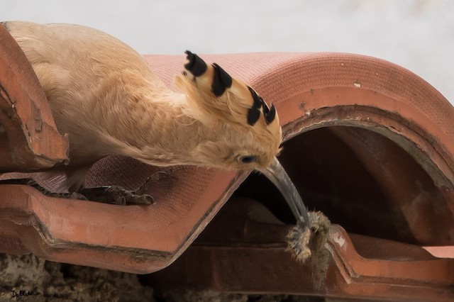 Bird at Nest Site. - Eurasian Hoopoe - 