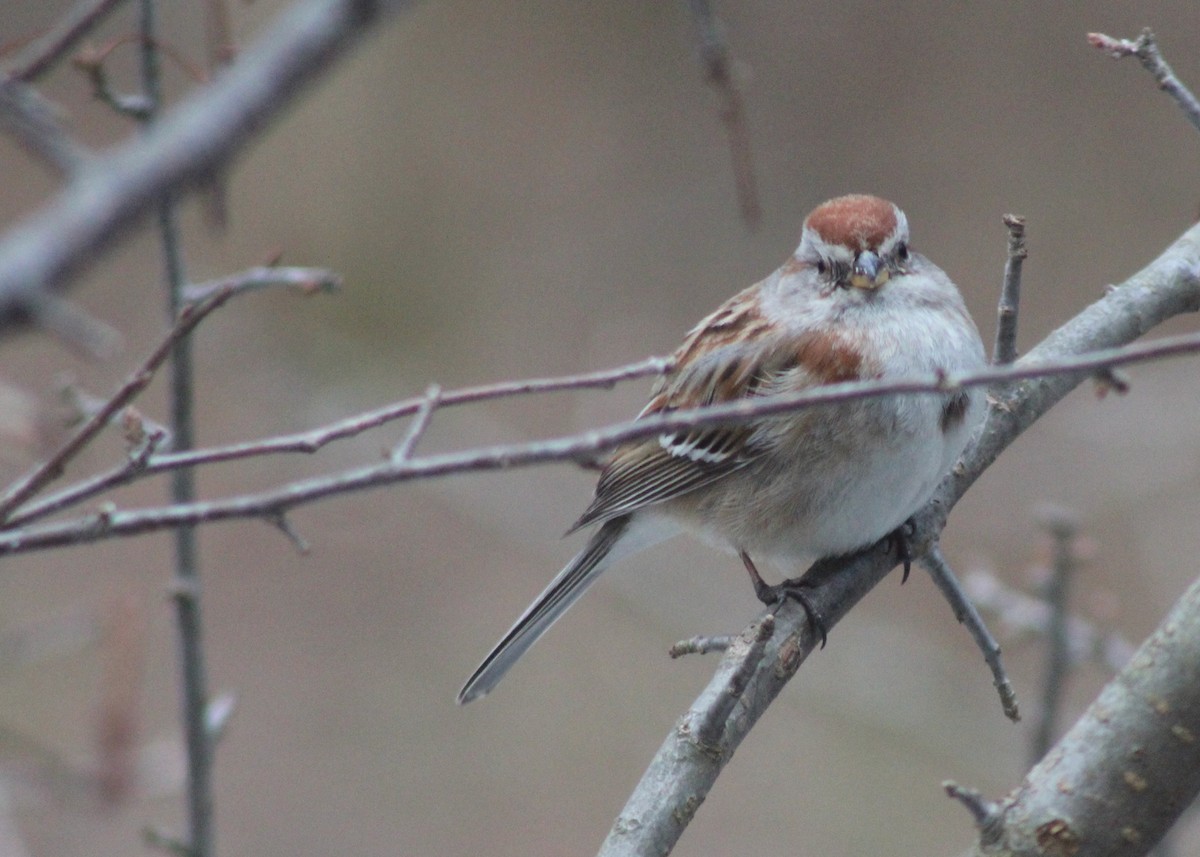 American Tree Sparrow - ML93433221