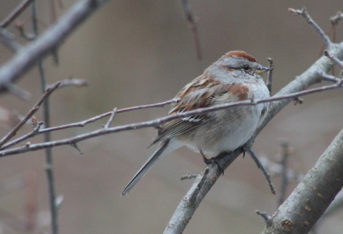 American Tree Sparrow - ML93433231