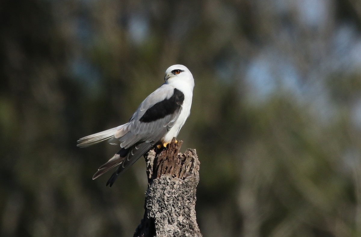 Black-shouldered Kite - David Ongley