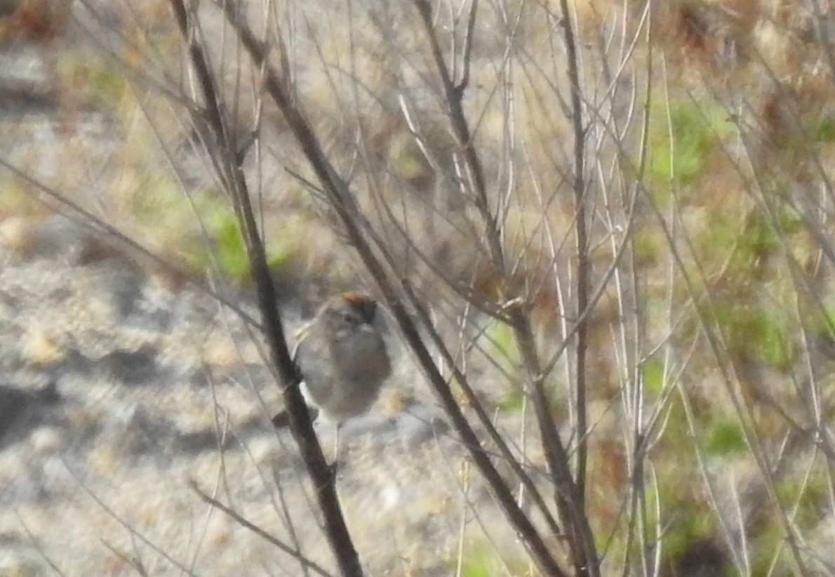 Rufous-crowned Sparrow - ML93435561