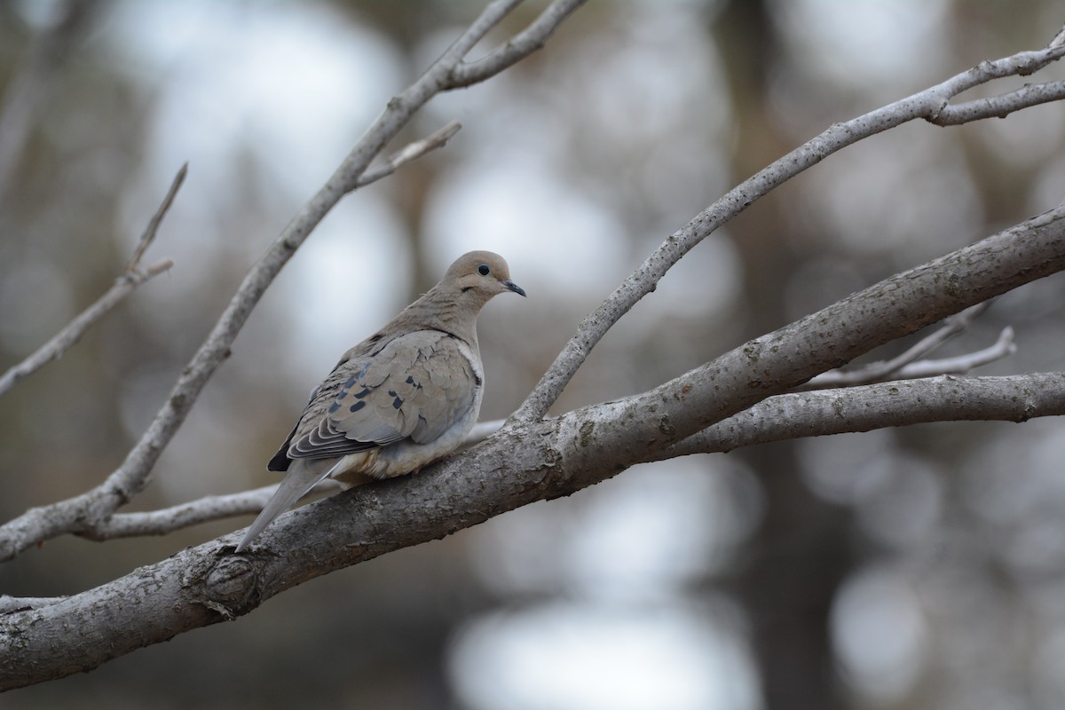 Mourning Dove - David Kennedy