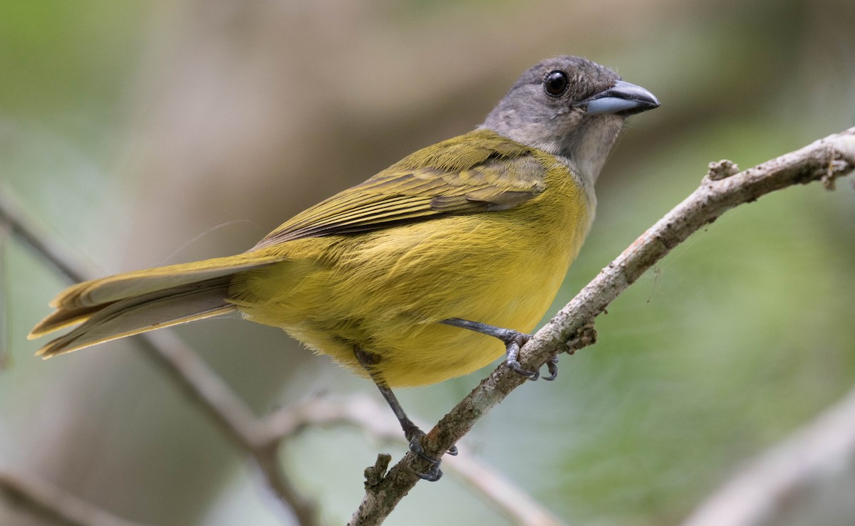 White-shouldered Tanager - ML93439571