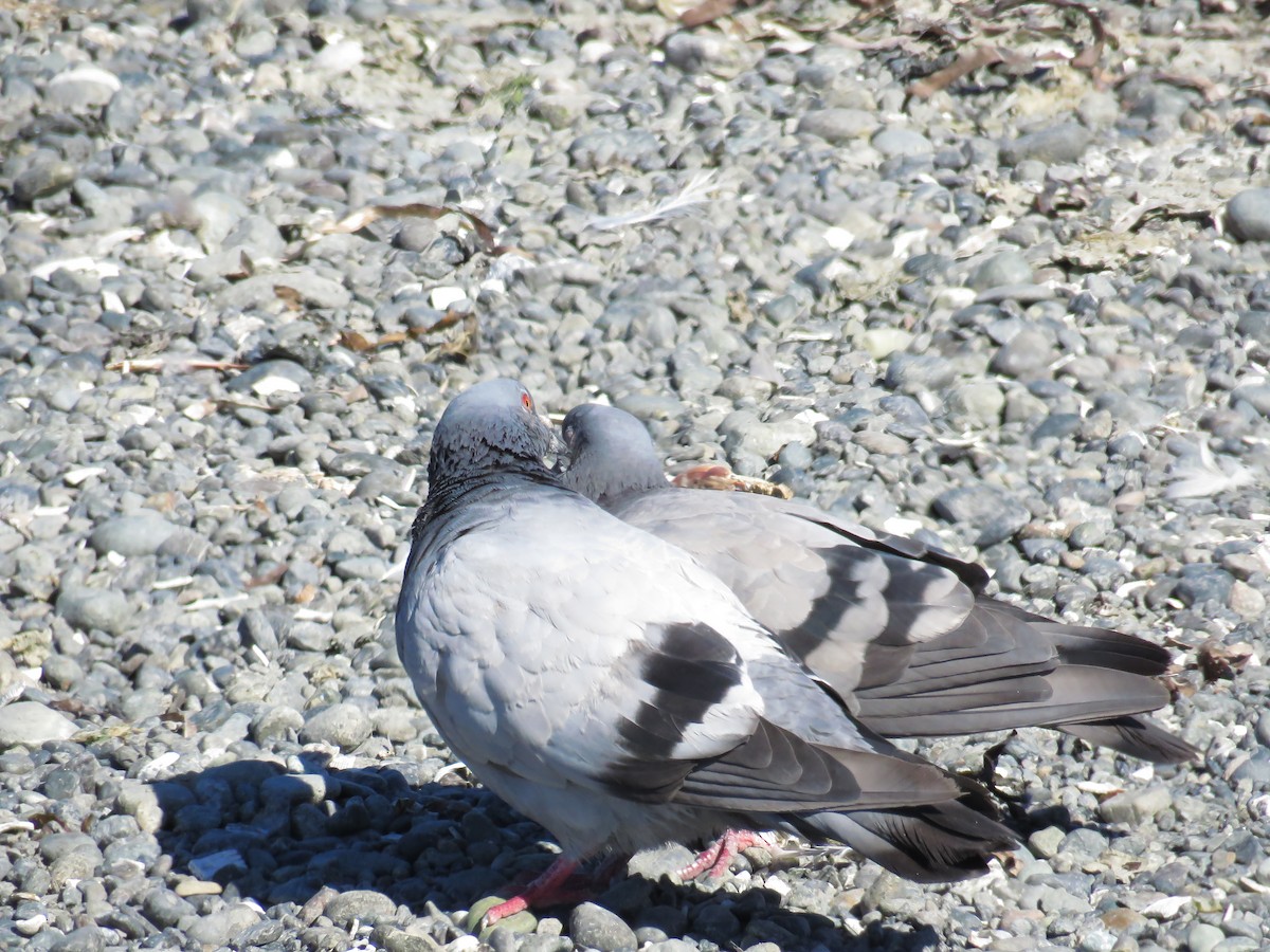 Rock Pigeon (Feral Pigeon) - ML93440611