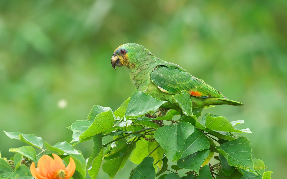 Orange-winged Parrot - ML93441671