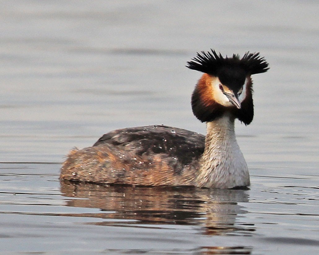 Great Crested Grebe - Mike Litak