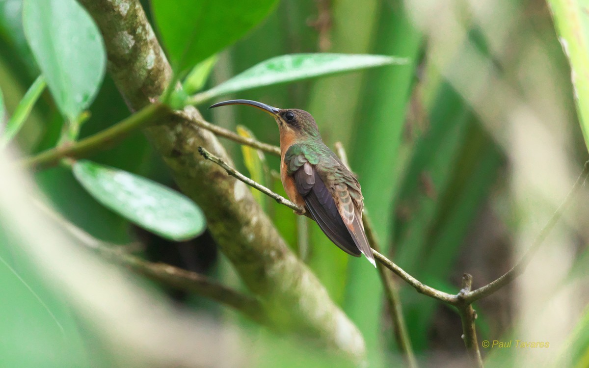 Краснохвостый колибри-отшельник - ML93444411