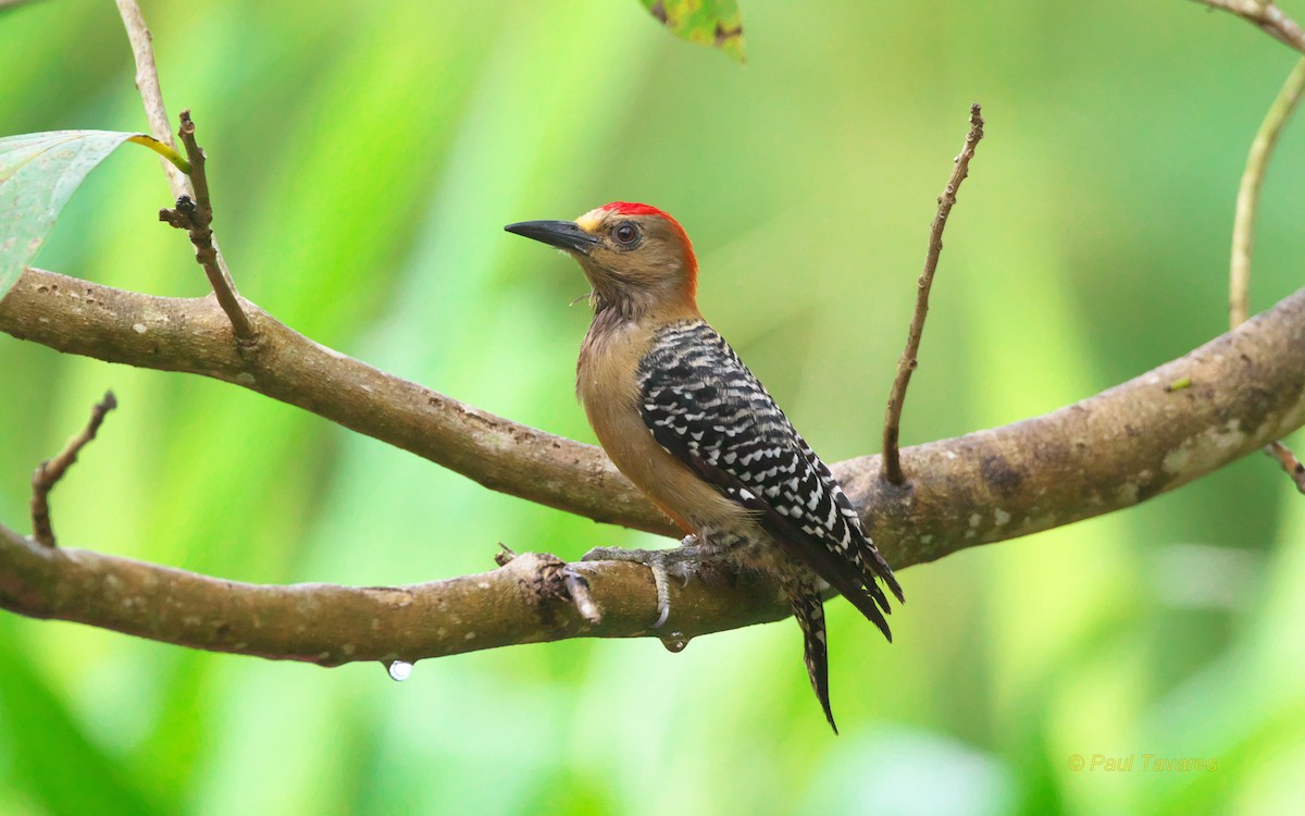 Red-crowned Woodpecker - Paul Tavares