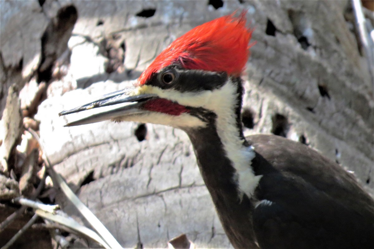 Pileated Woodpecker - ML93446871