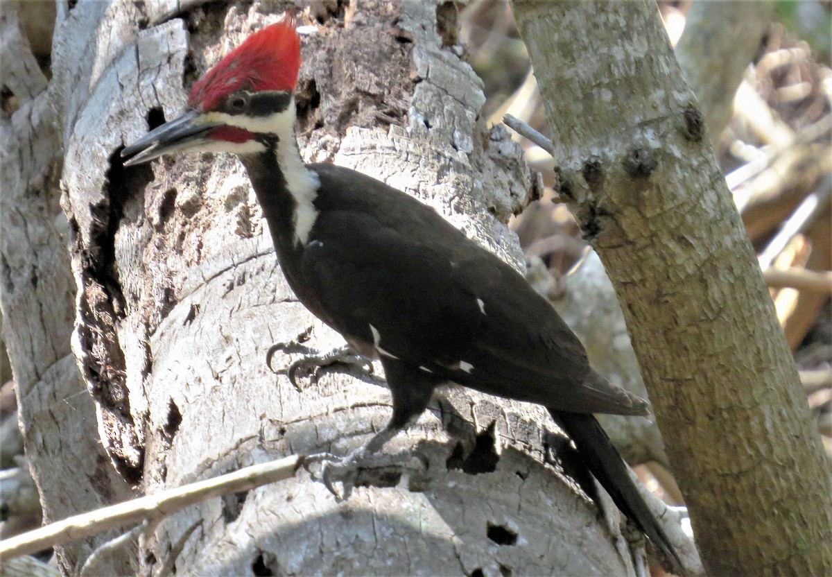 Pileated Woodpecker - ML93446891