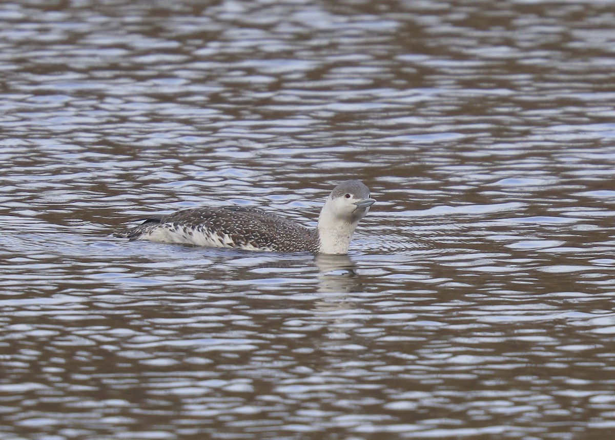 Red-throated Loon - Craig Gibson