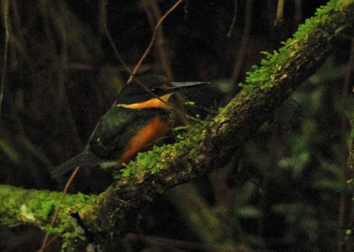 American Pygmy Kingfisher - Carlos Otávio Gussoni