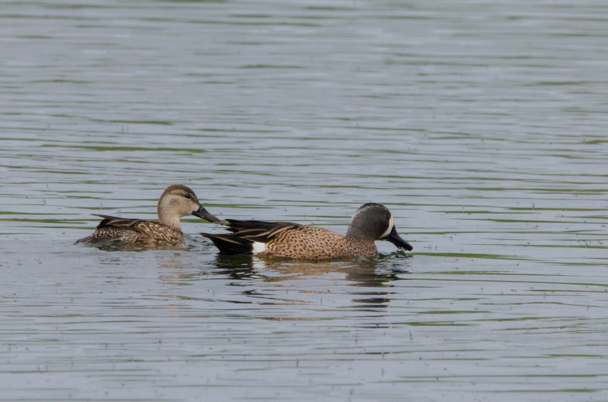 Blue-winged Teal - Brian McGee