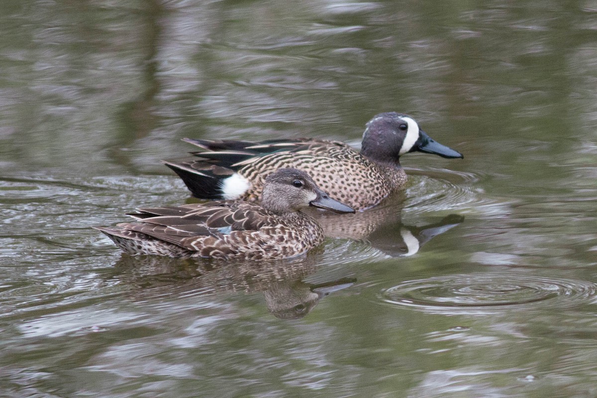 Blue-winged Teal - Bill Lupardus
