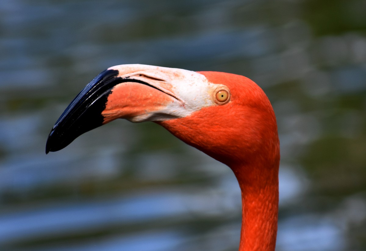 American Flamingo - Douglas Long