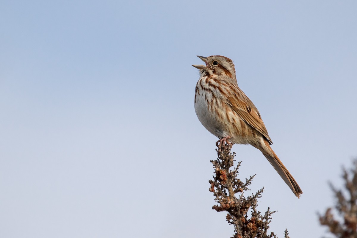 Song Sparrow - Drew Weber