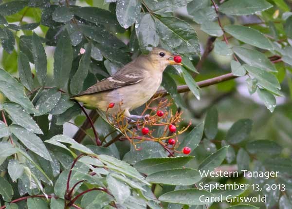 Western Tanager - ML93464921