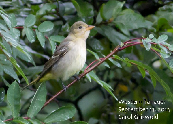 Western Tanager - ML93464941