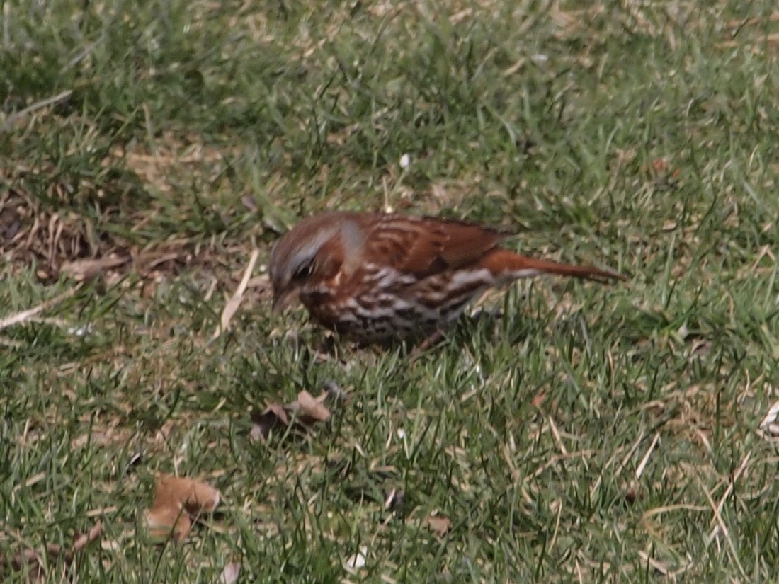 Fox Sparrow (Red) - ML93468901