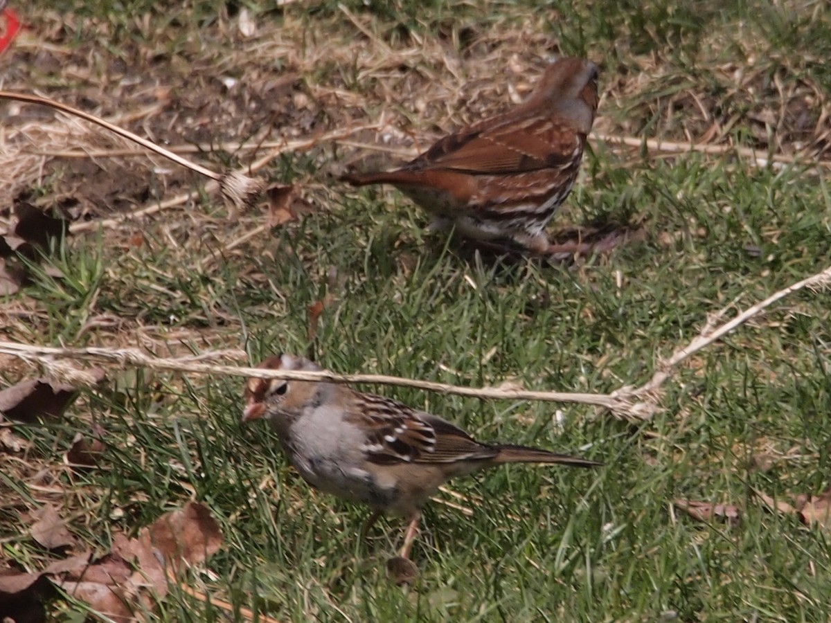 White-crowned Sparrow - ML93468951