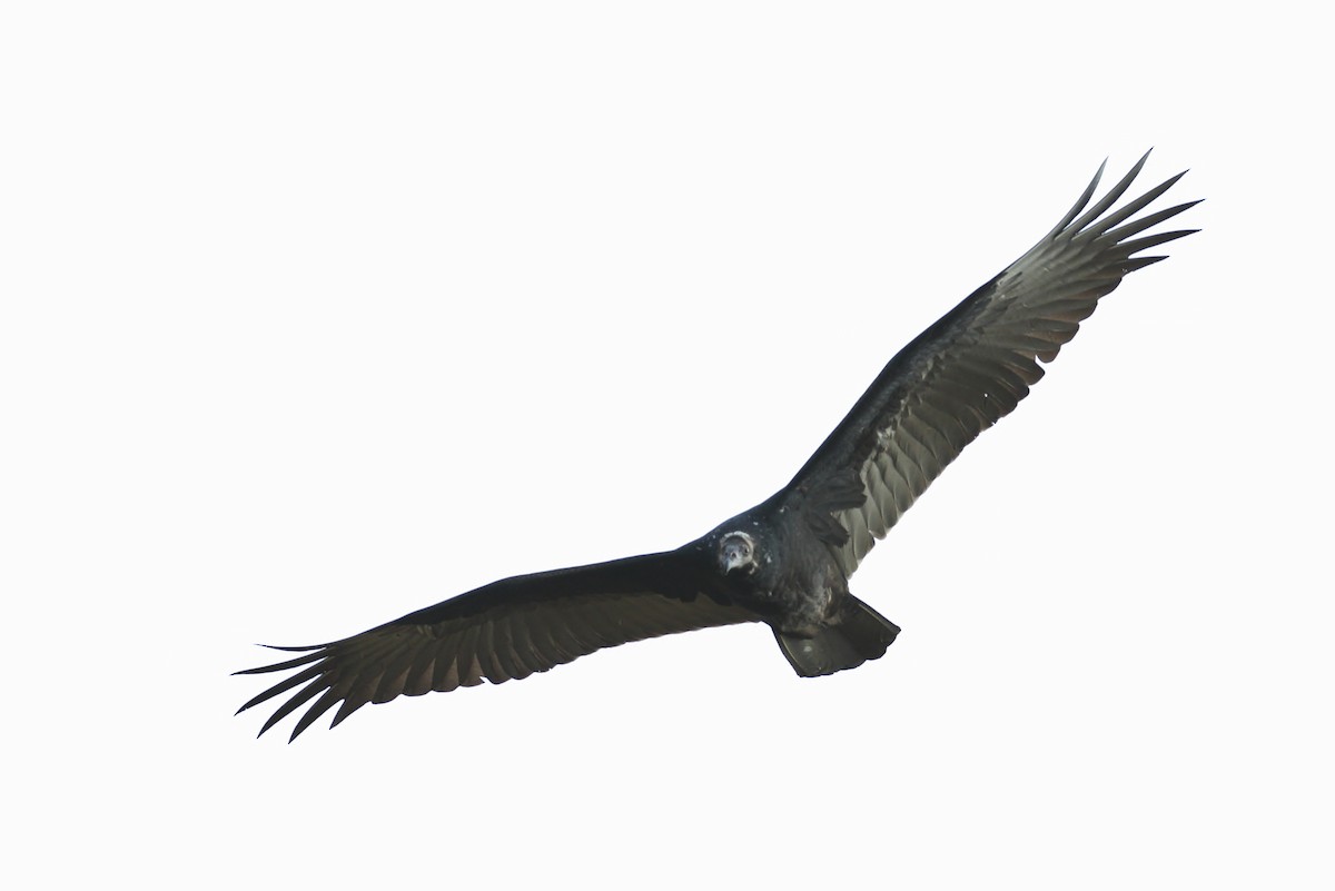 Turkey Vulture - ML93469501
