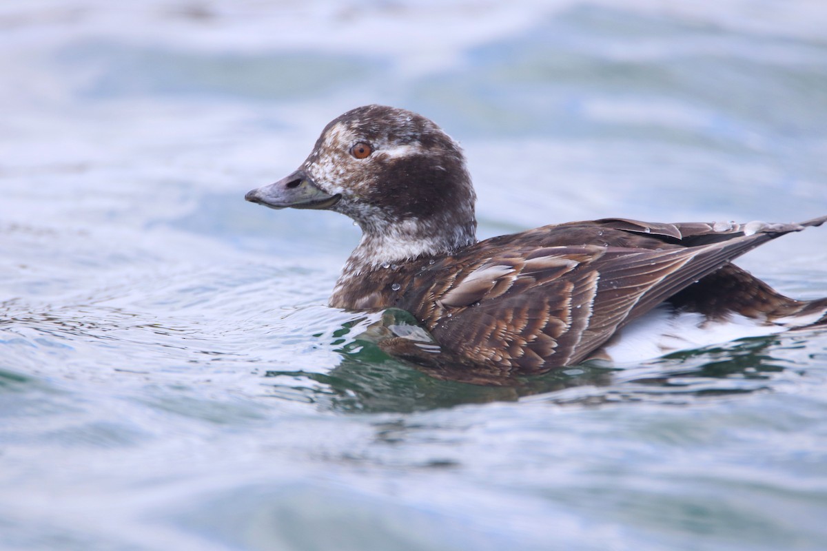Long-tailed Duck - ML93472561