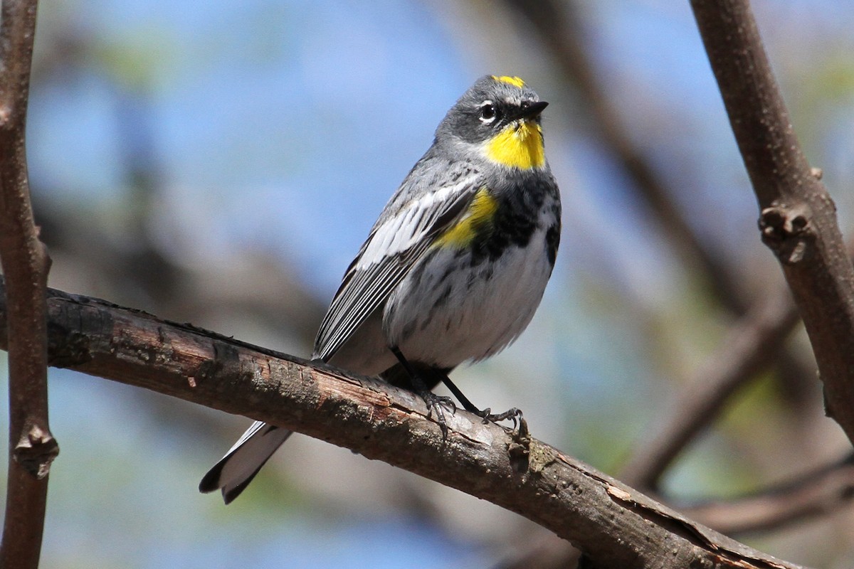Yellow-rumped Warbler (Myrtle x Audubon's) - ML93472801