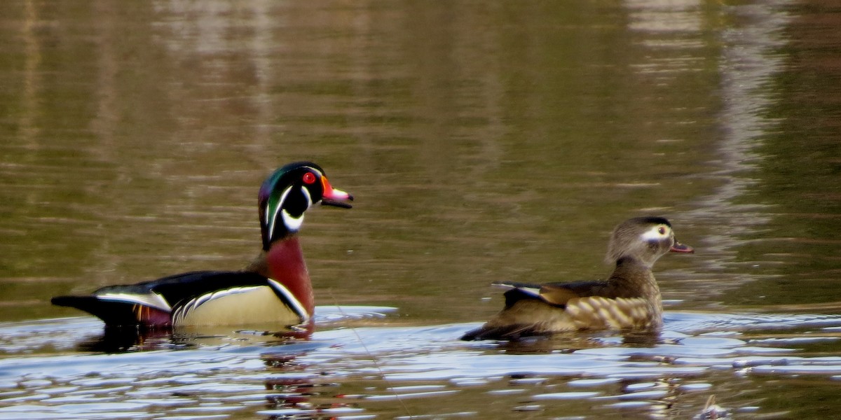 Wood Duck - Jerry Smith