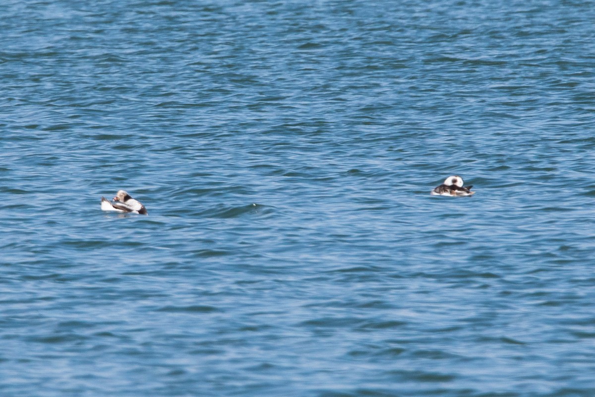 Long-tailed Duck - ML93476361