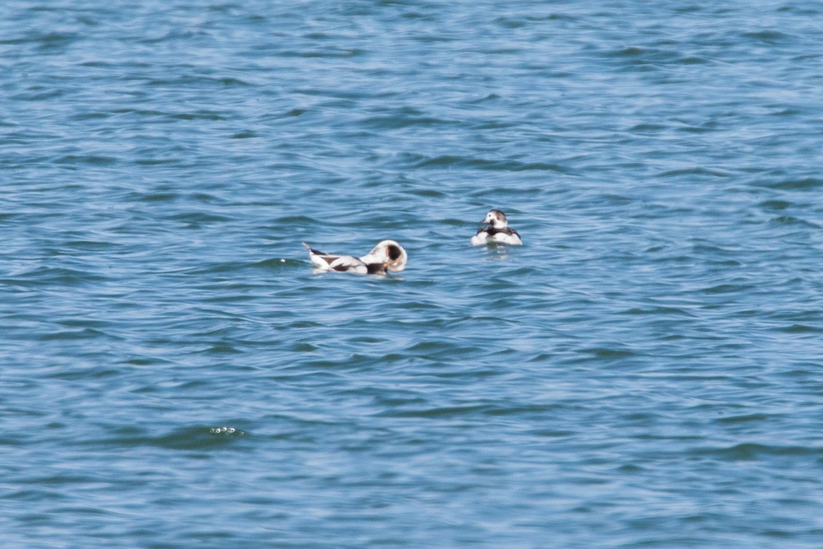 Long-tailed Duck - ML93476371