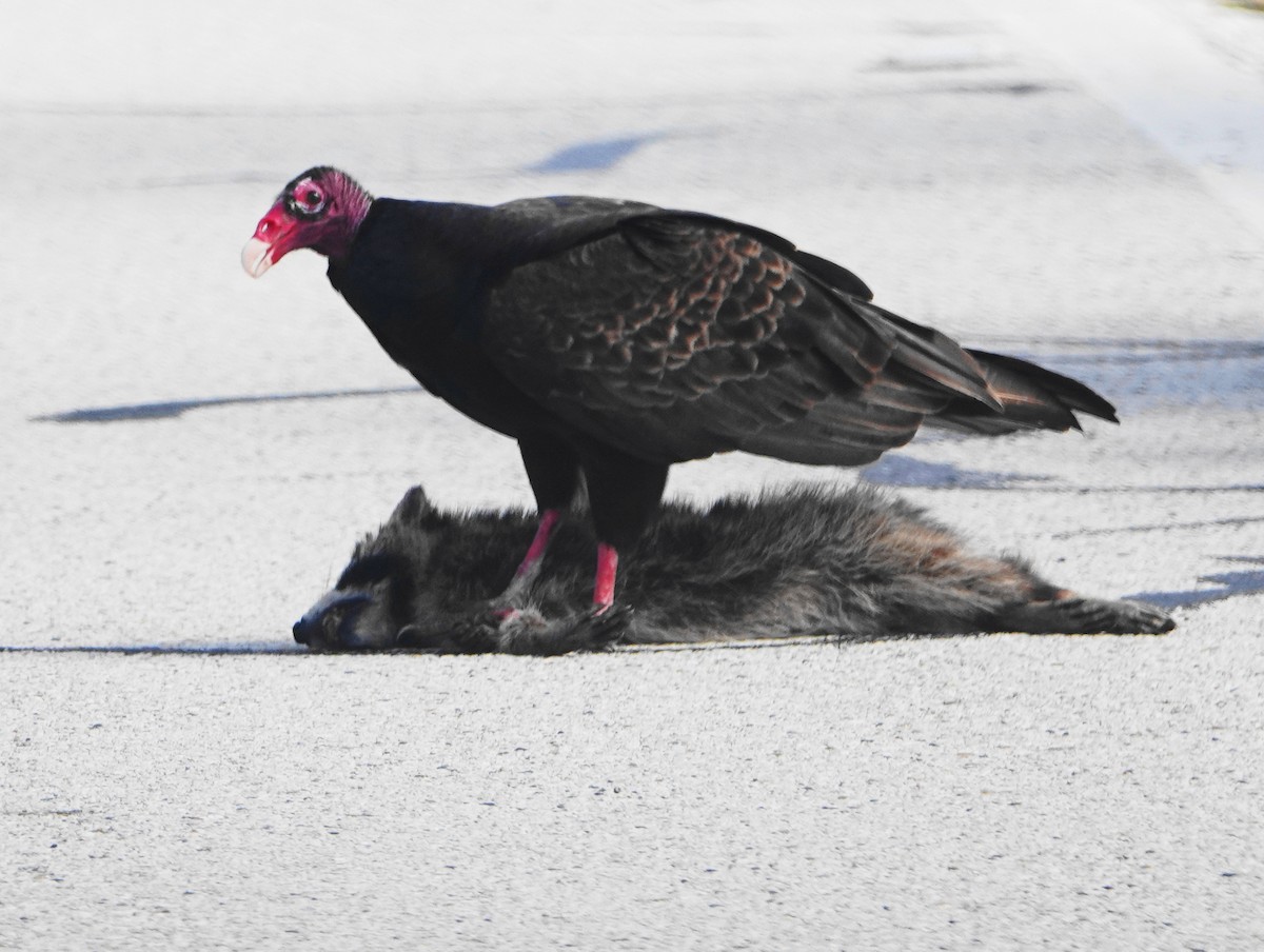 Turkey Vulture - Kathie Rosse