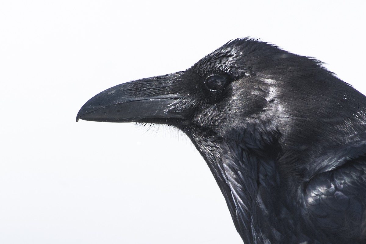 Common Raven - Bryan Calk