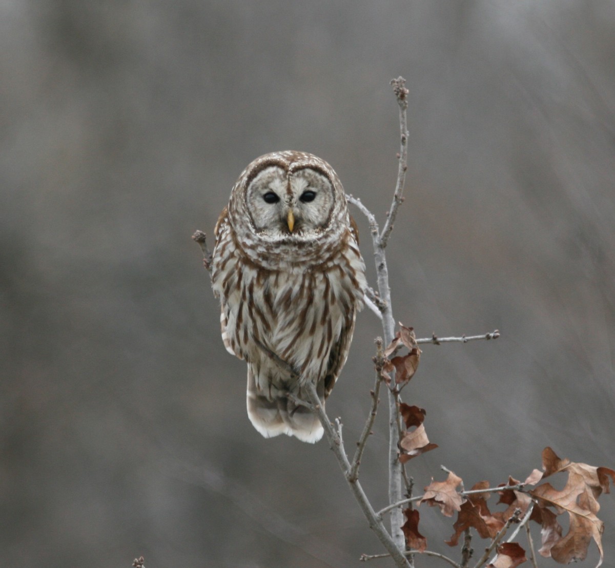 Barred Owl - John P. Hogan