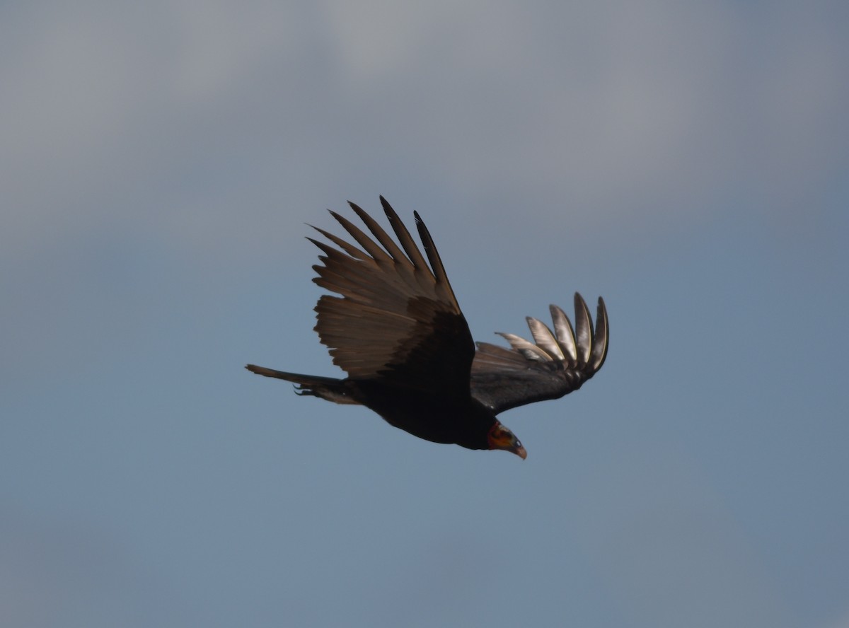 Lesser Yellow-headed Vulture - Clive Harris