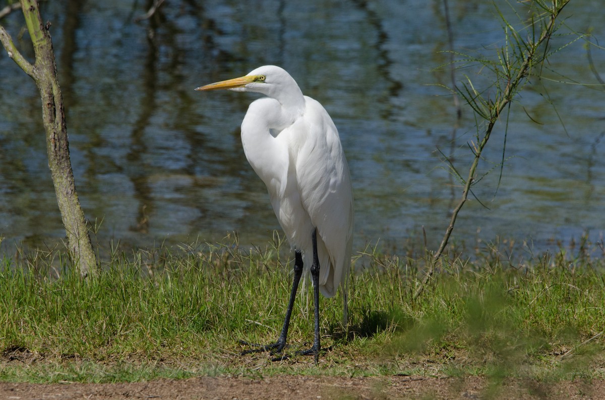 Great Egret - Brian McGee