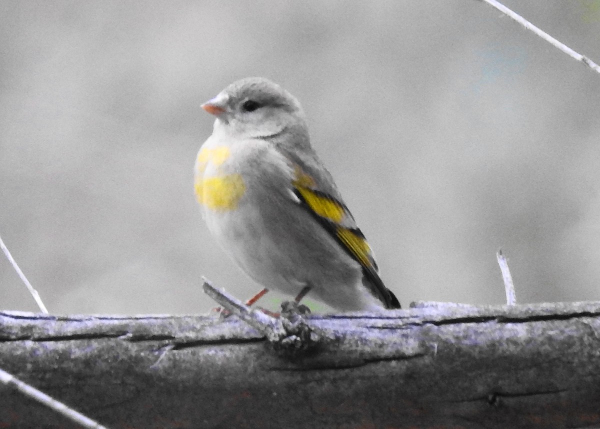 Lawrence's Goldfinch - ML93483721