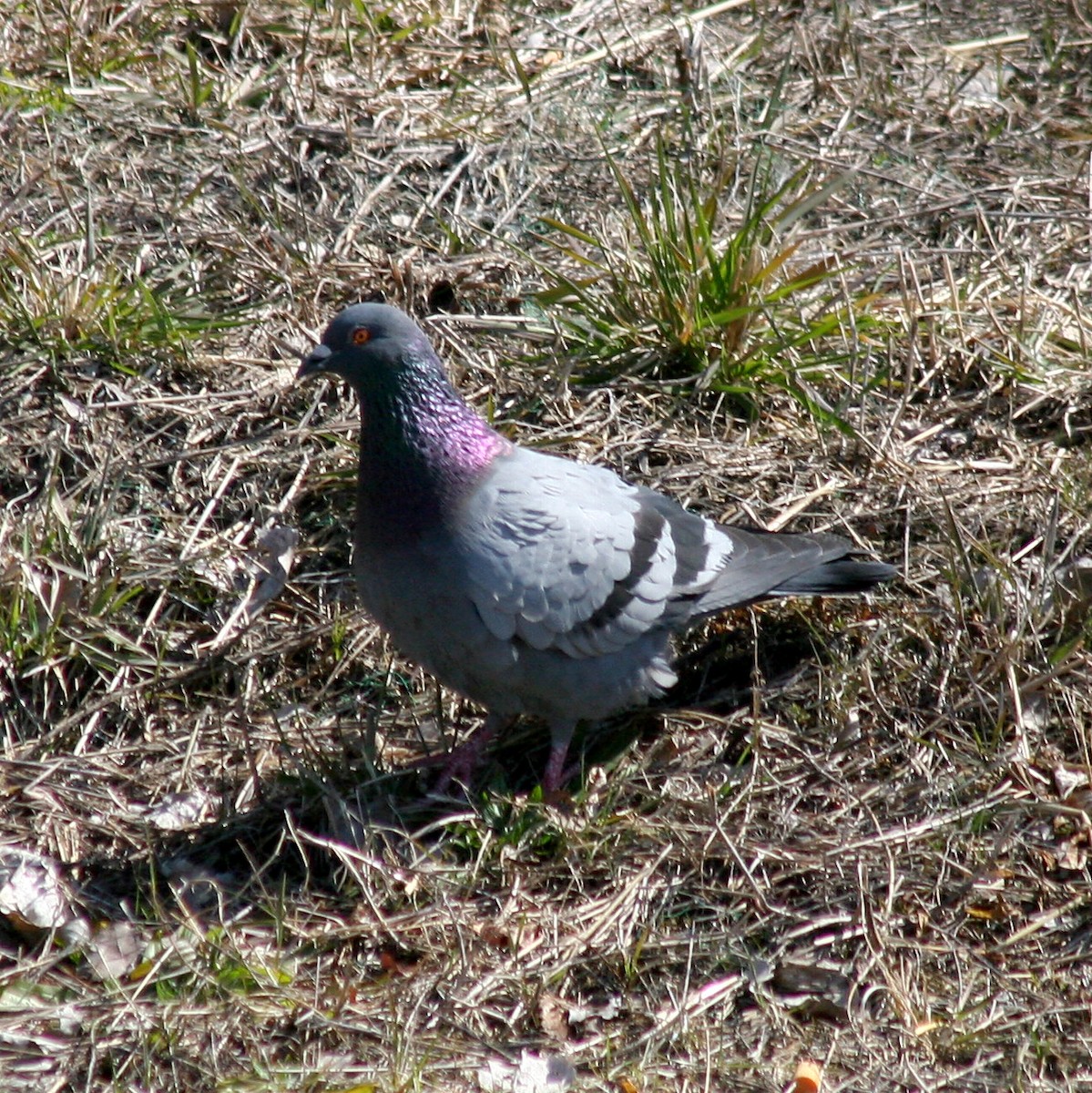 Rock Pigeon (Feral Pigeon) - Sherry Plessner
