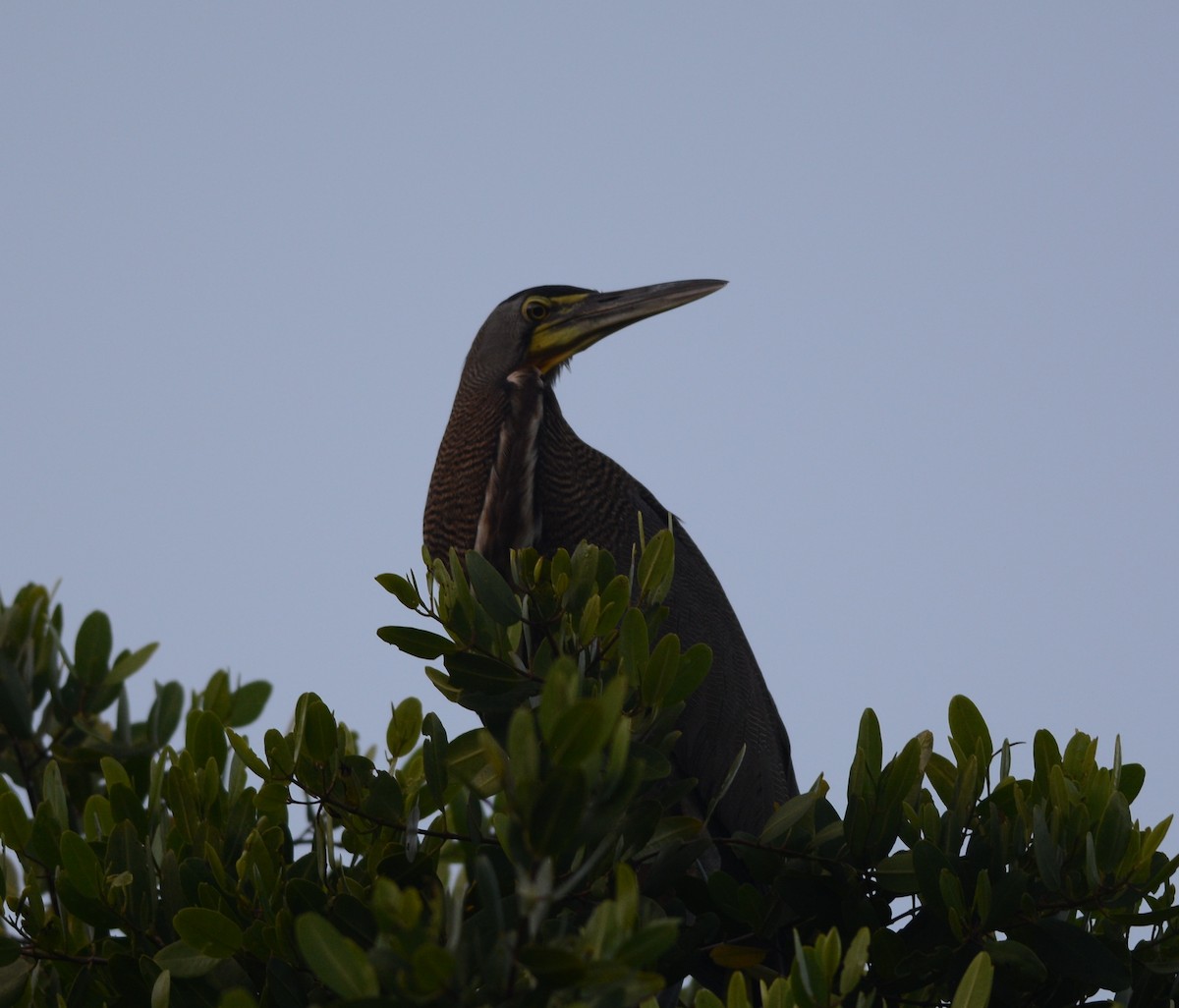 Bare-throated Tiger-Heron - Clive Harris