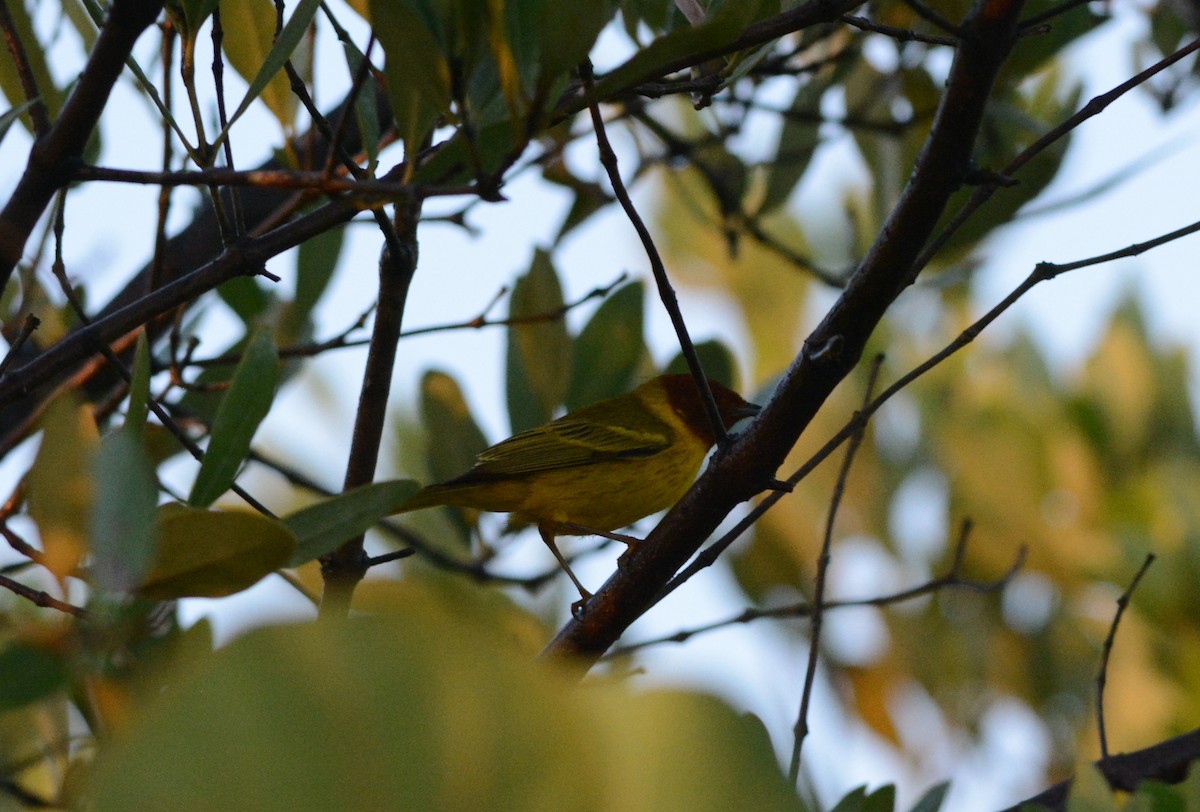 Yellow Warbler (Mangrove) - Clive Harris