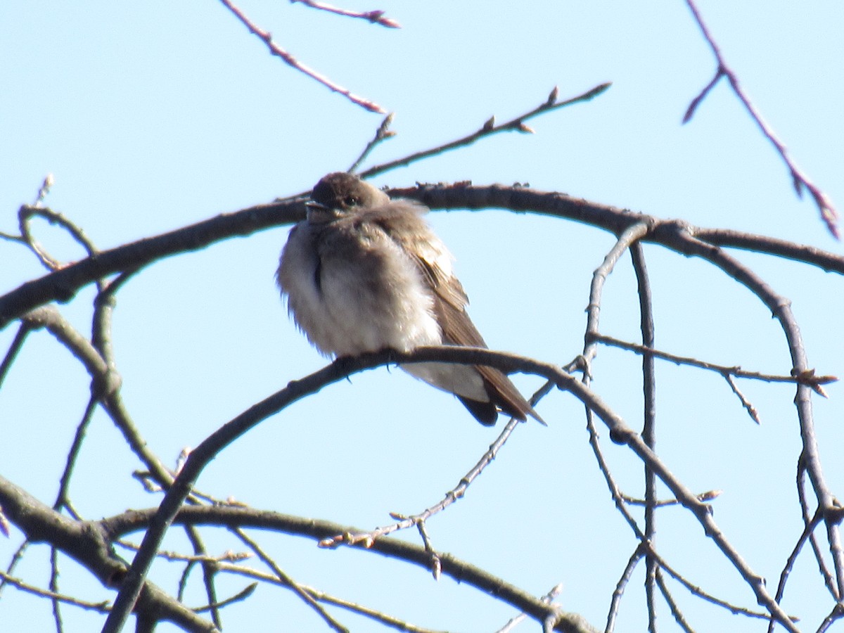 Northern Rough-winged Swallow - ML93485691