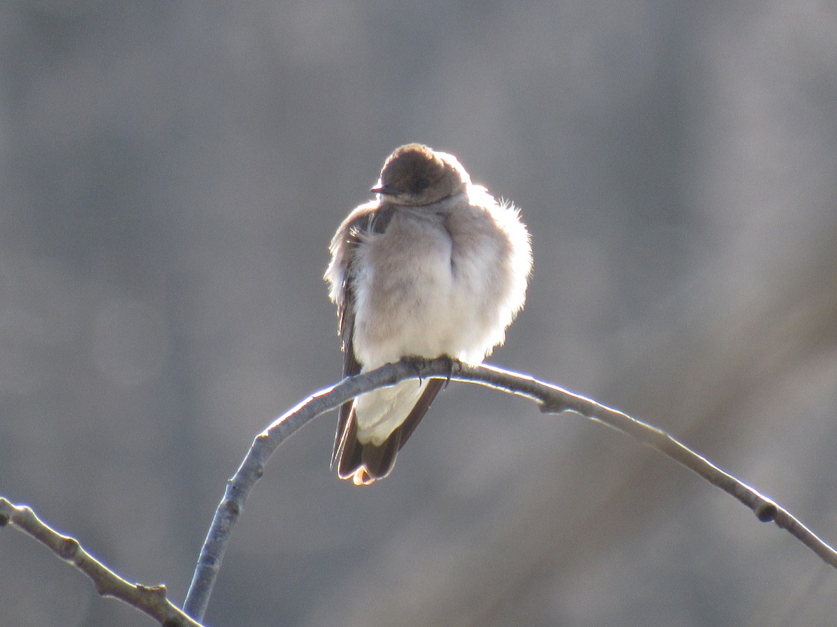 Northern Rough-winged Swallow - ML93485701